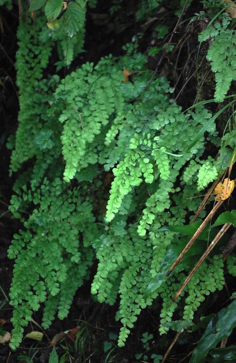Adiantum tinctum photo 4