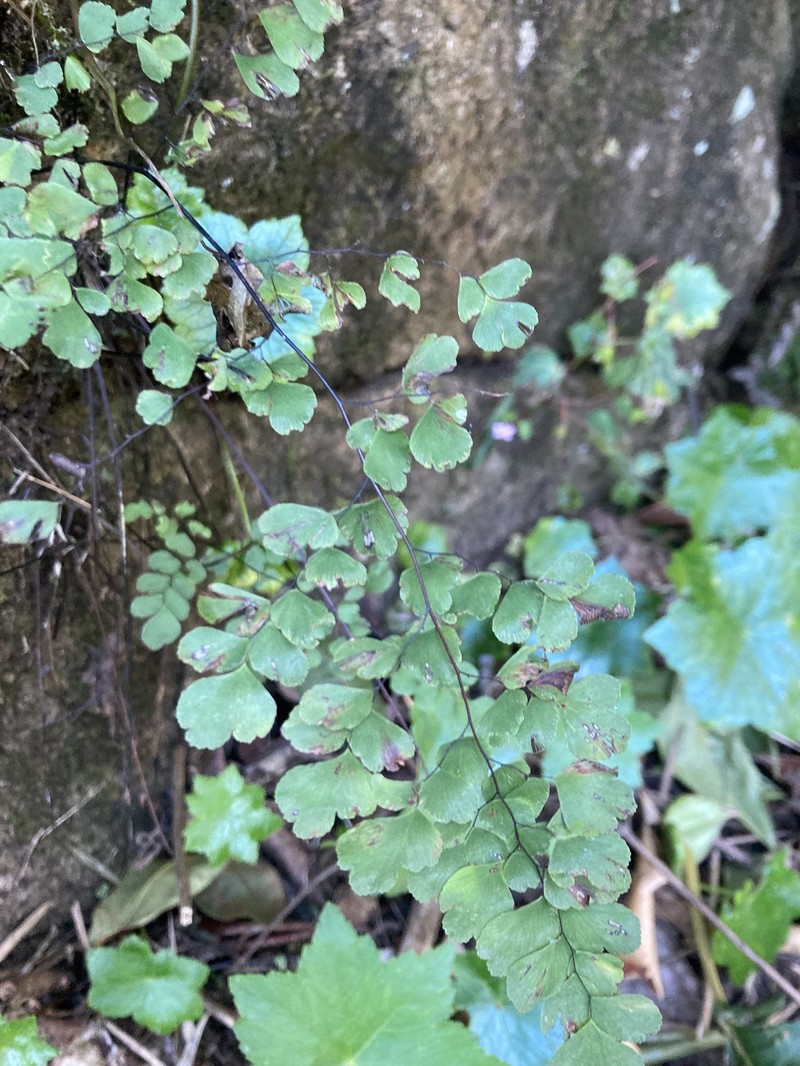 Adiantum tinctum photo 6