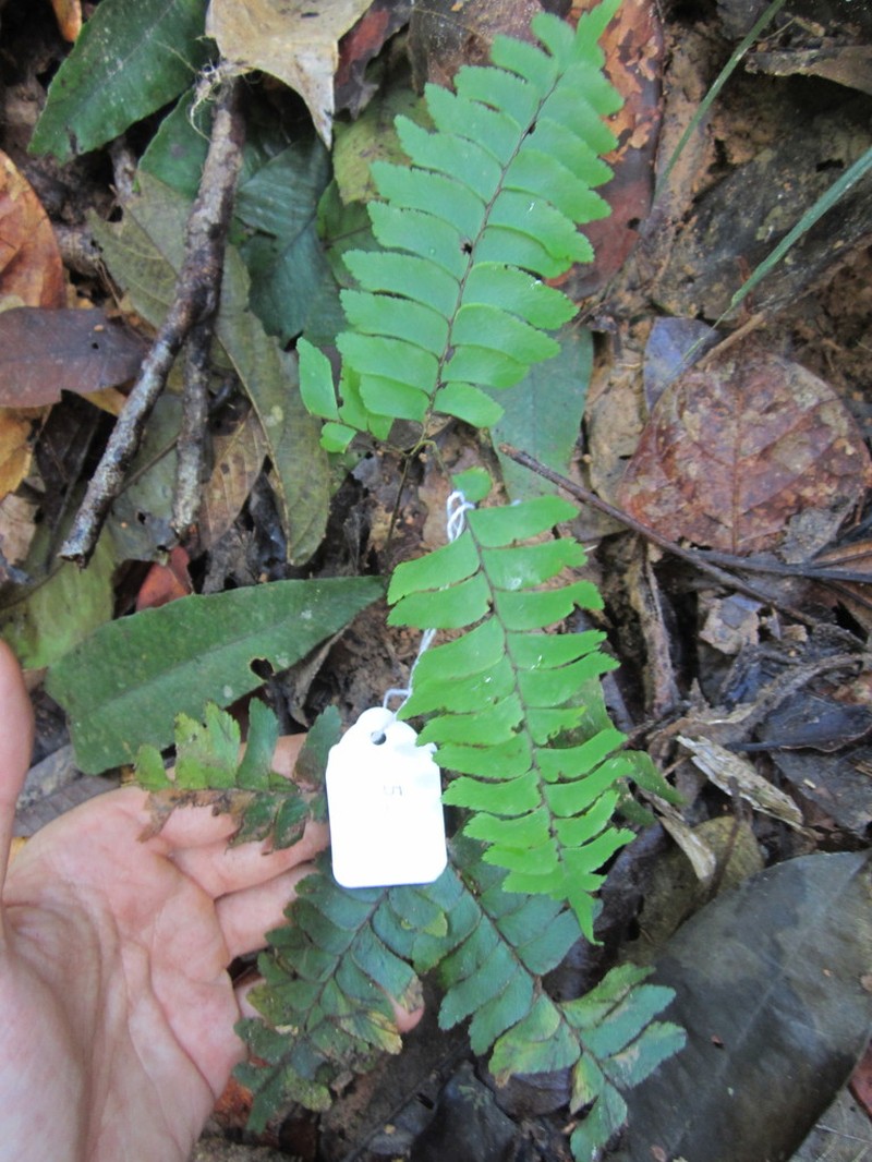 Adiantum tomentosum