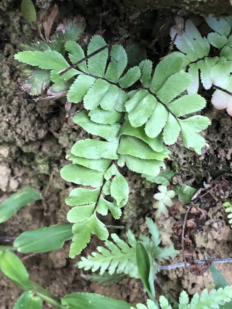 Adiantum tomentosum photo 2