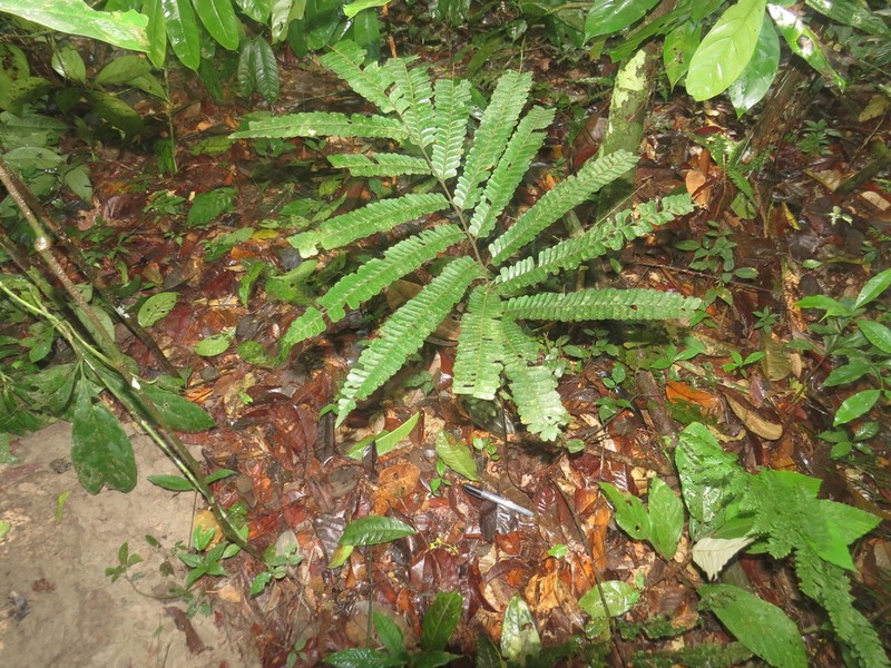 Adiantum tomentosum photo 3