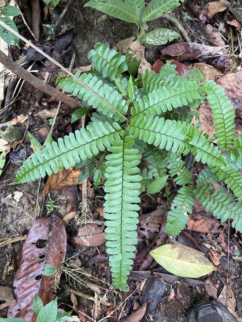 Adiantum tomentosum photo 4