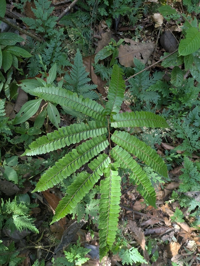 Adiantum tomentosum photo 5