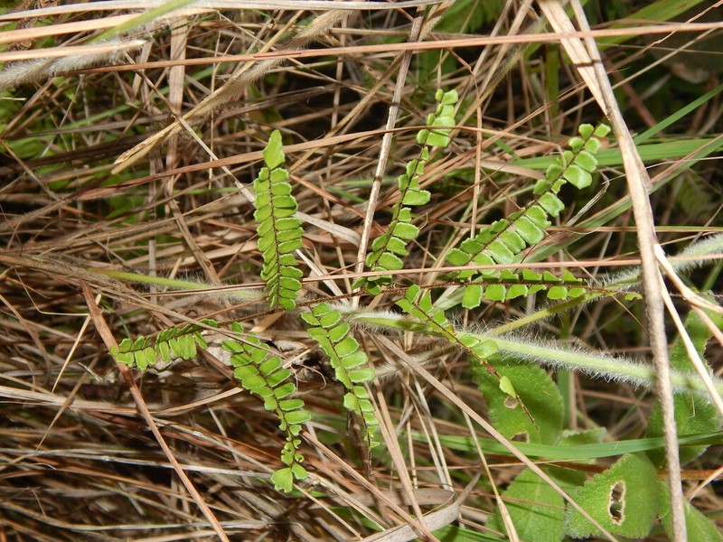 Adiantum tomentosum photo 6