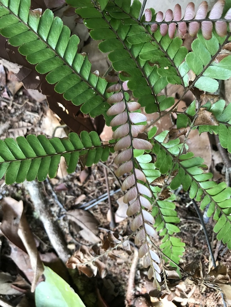 Adiantum tomentosum photo 7