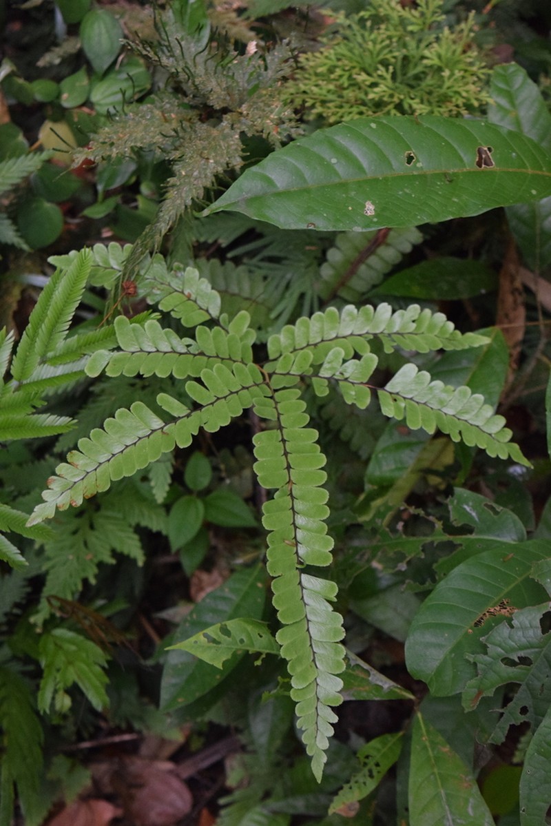 Adiantum tomentosum photo 8