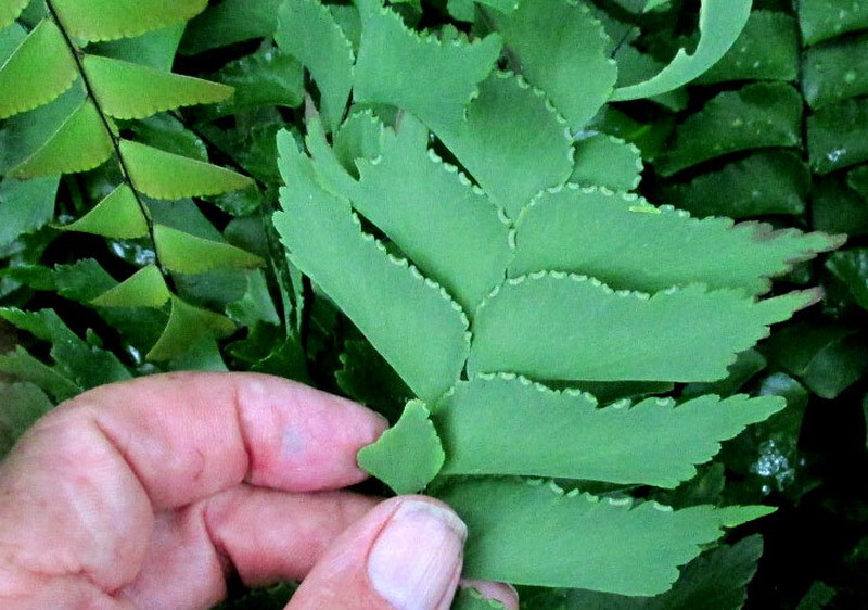 Diamond Maidenhair photo 2