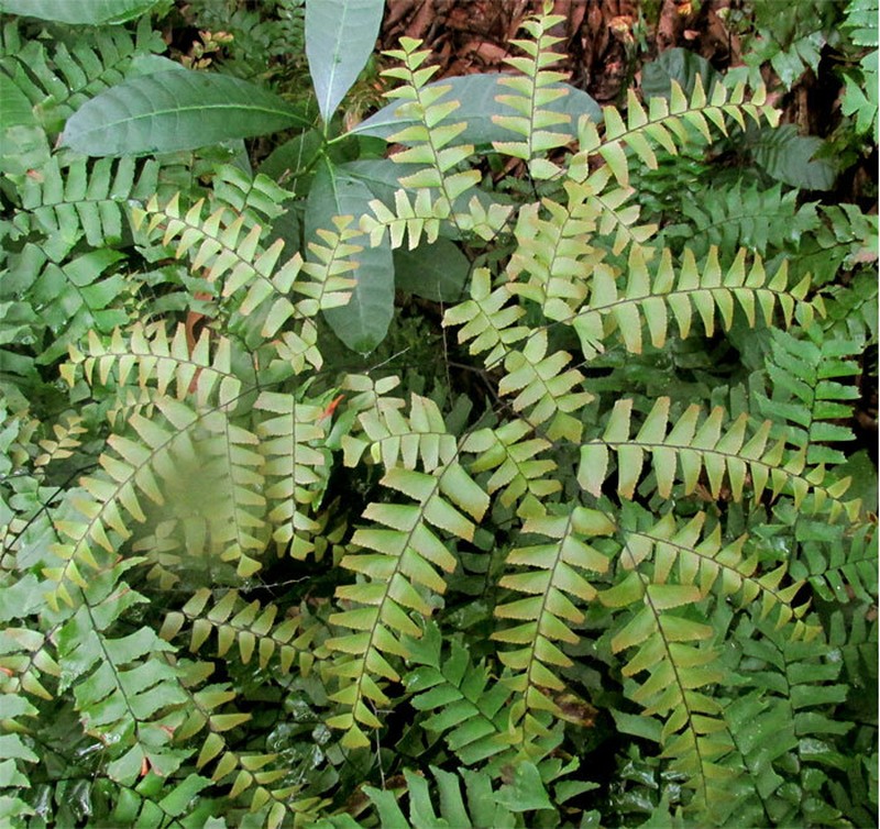 Diamond Maidenhair photo 3