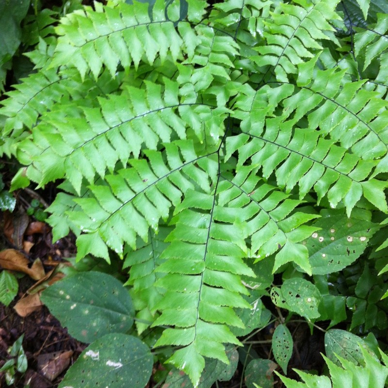 Diamond Maidenhair photo 6