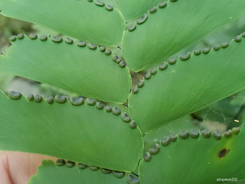 Diamond Maidenhair photo 7