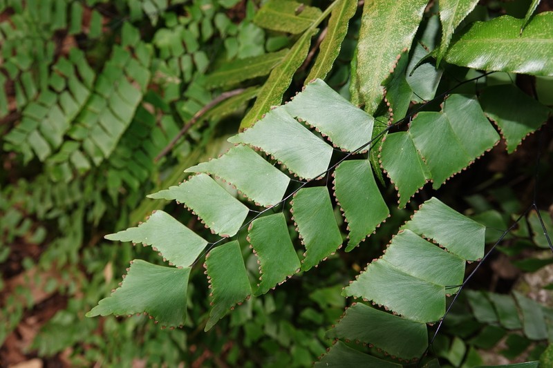Diamond Maidenhair photo 8