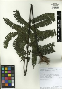 Adiantum trichochlaenum