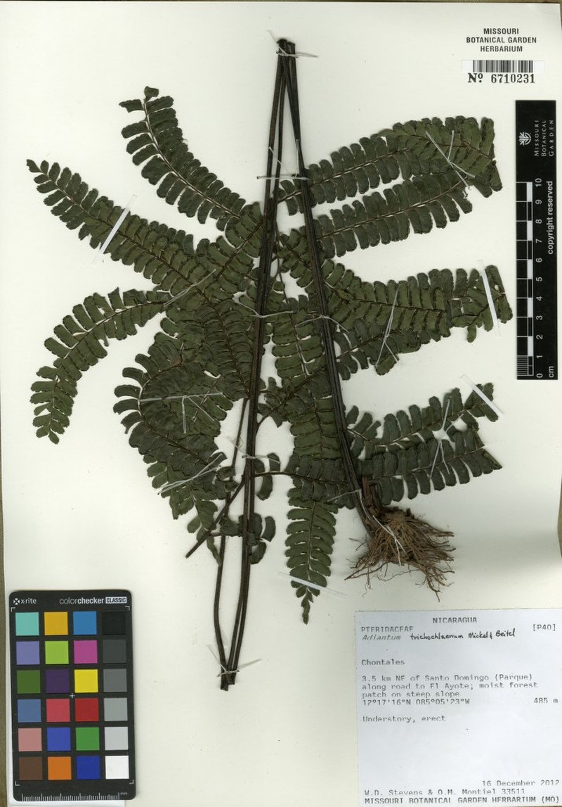 Adiantum trichochlaenum