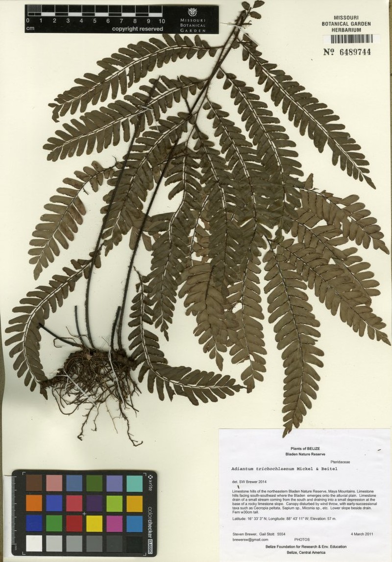 Adiantum trichochlaenum photo 2