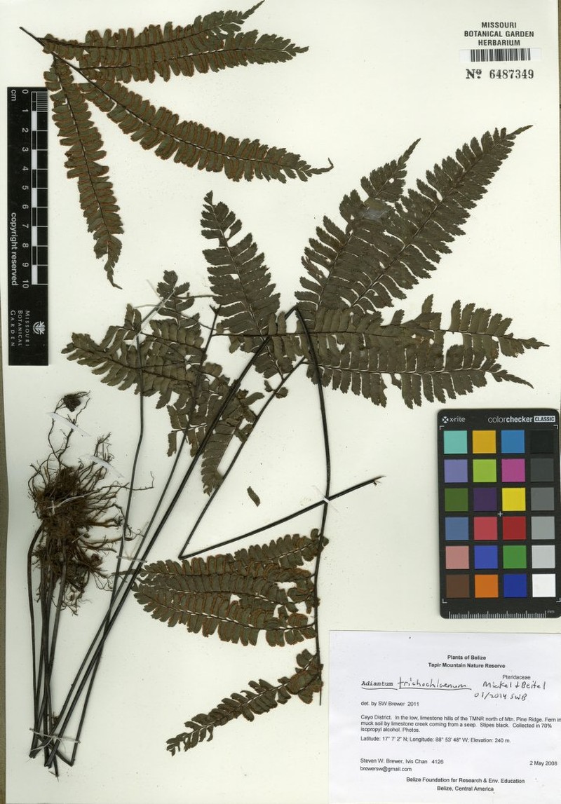 Adiantum trichochlaenum photo 3