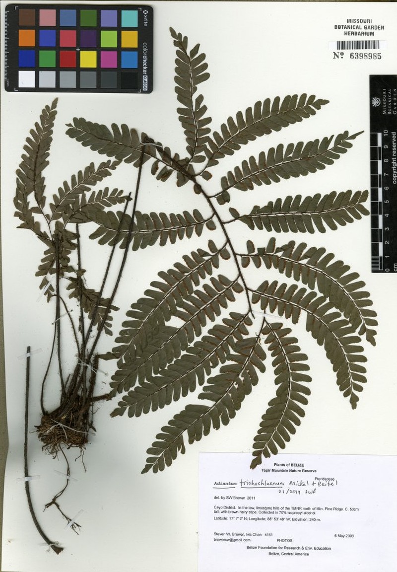 Adiantum trichochlaenum photo 4