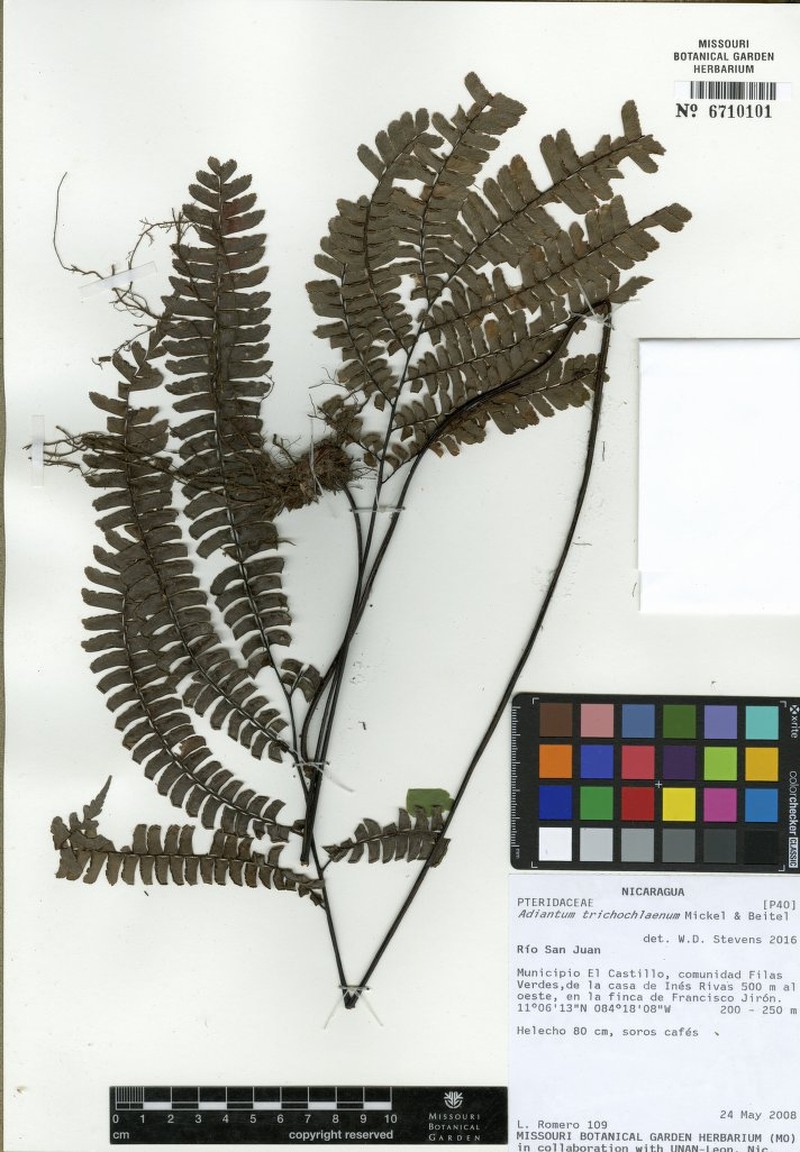 Adiantum trichochlaenum photo 5