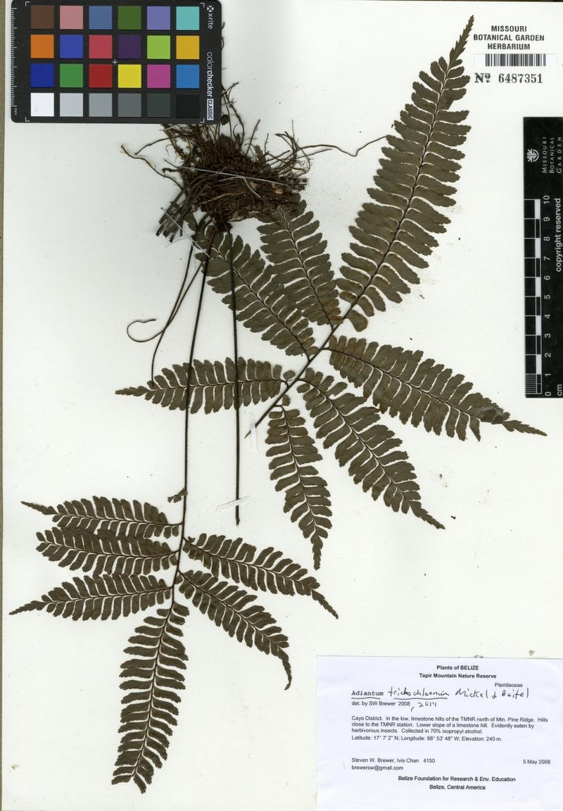 Adiantum trichochlaenum photo 6
