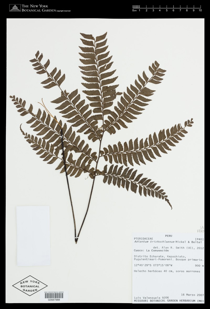 Adiantum trichochlaenum photo 7
