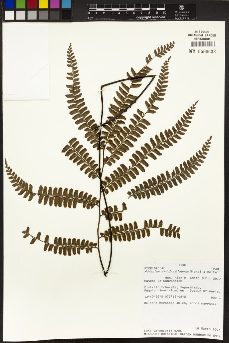 Adiantum trichochlaenum photo 8