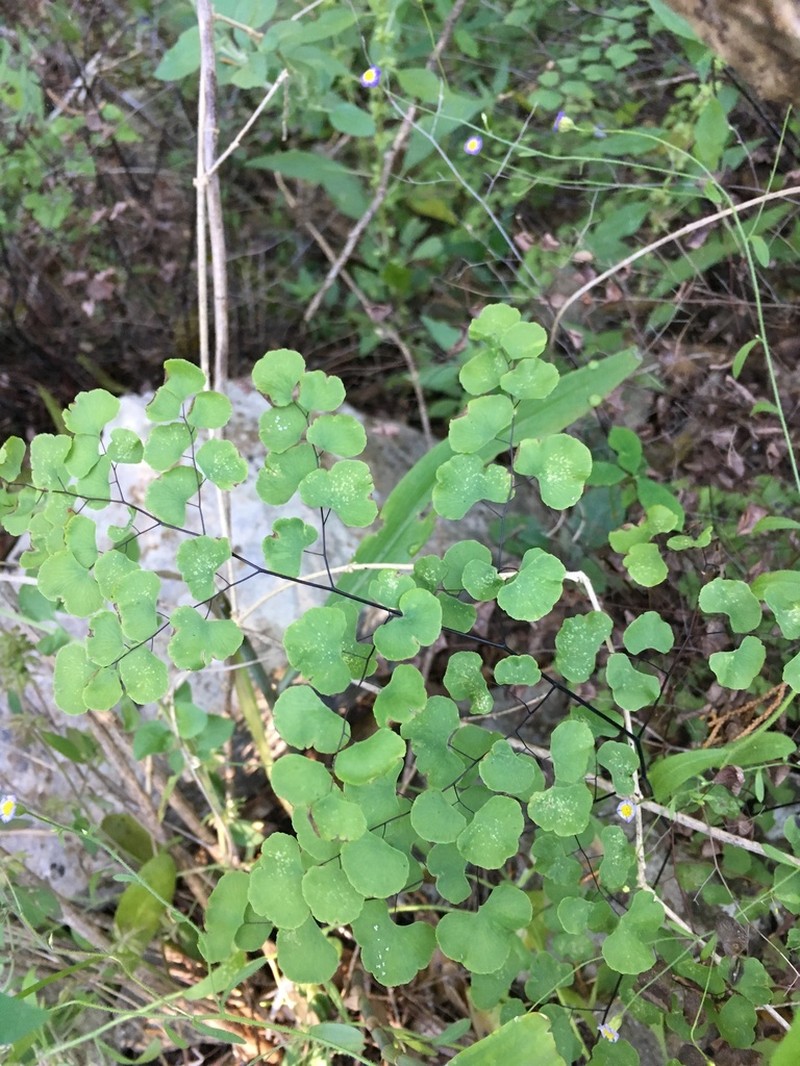 Fuzzy Maidenhair