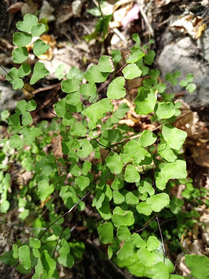 Fuzzy Maidenhair photo 3