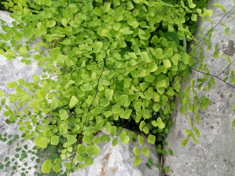 Fuzzy Maidenhair photo 4