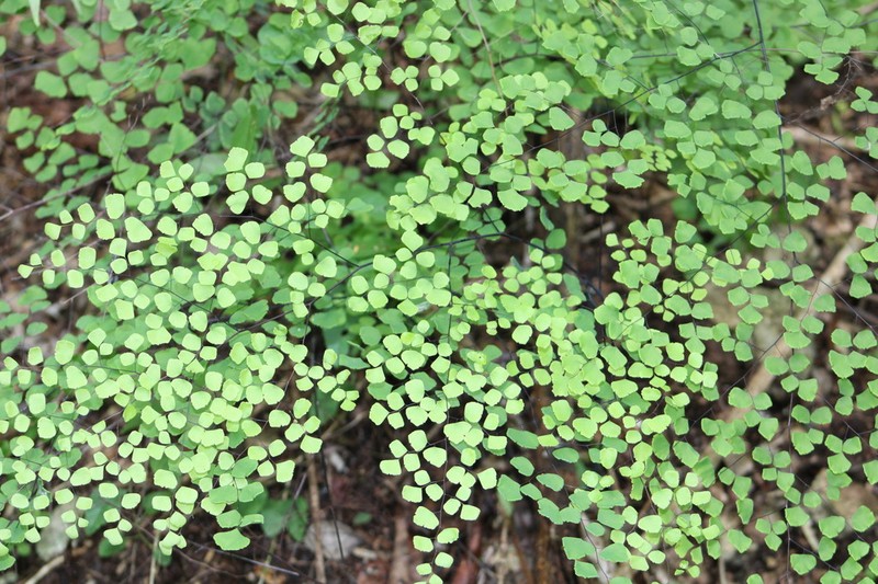 Fuzzy Maidenhair photo 5