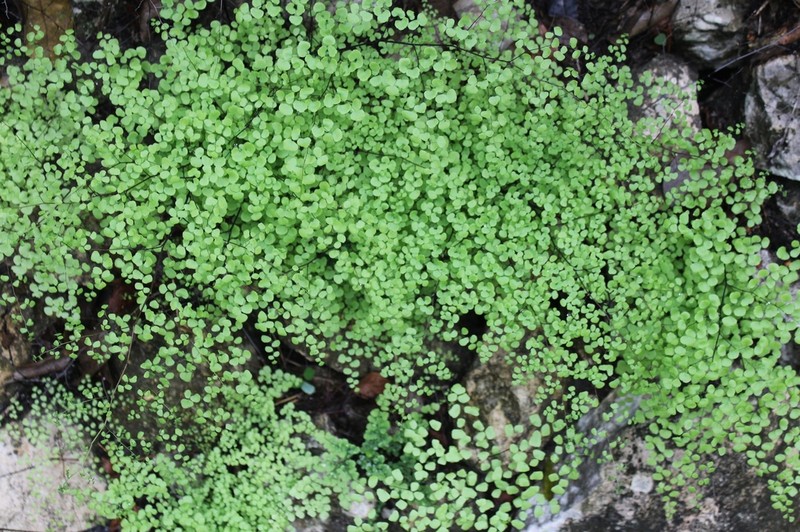 Fuzzy Maidenhair photo 6
