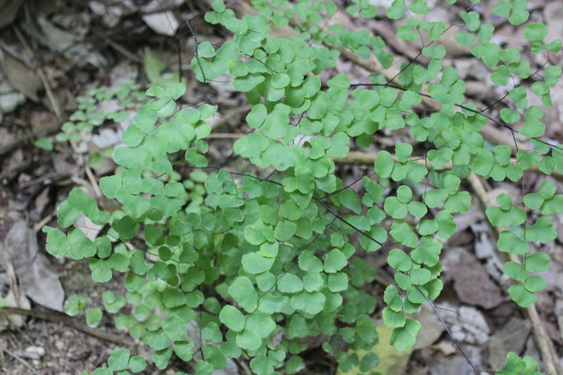 Fuzzy Maidenhair photo 7