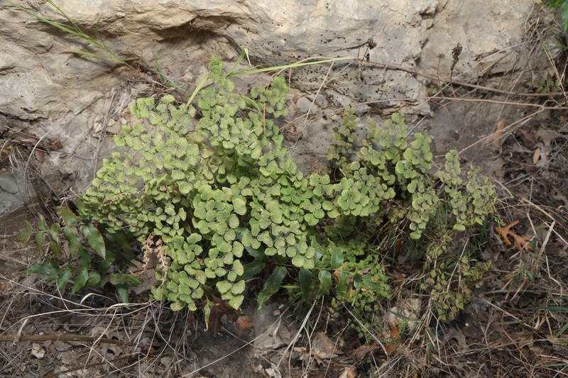 Fuzzy Maidenhair photo 8