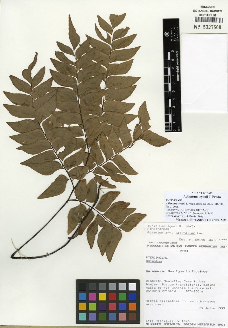 Adiantum tryonii