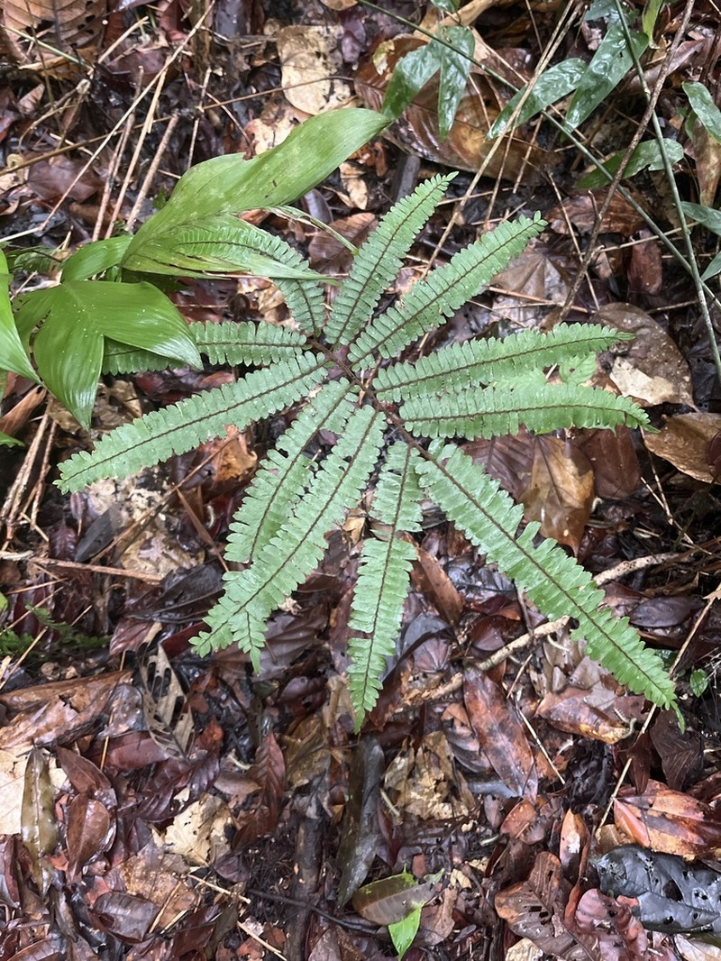 Adiantum tuomistoanum
