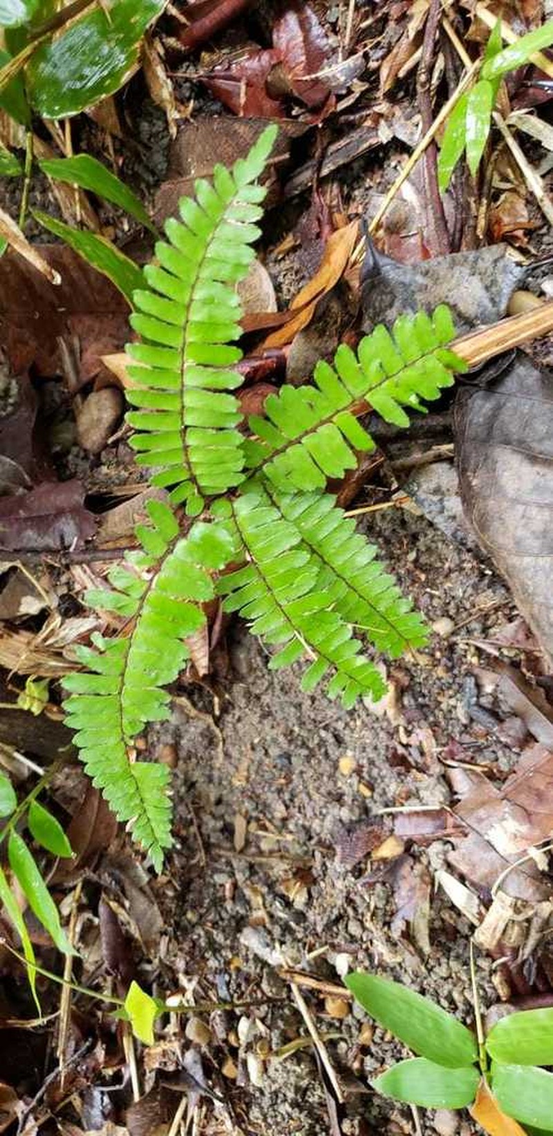 Adiantum tuomistoanum photo 2