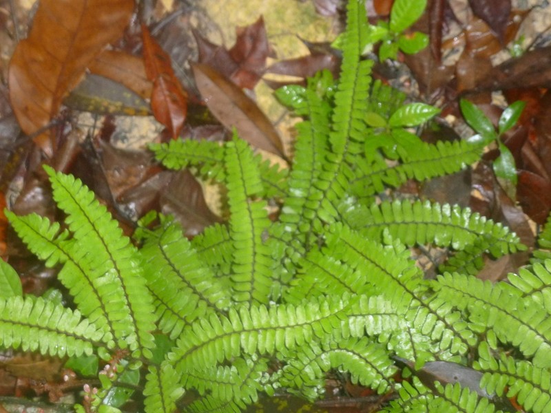 Adiantum tuomistoanum photo 3