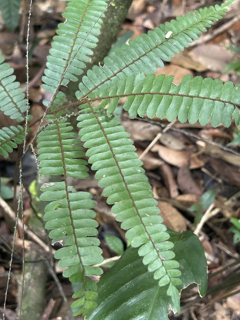 Adiantum tuomistoanum photo 4