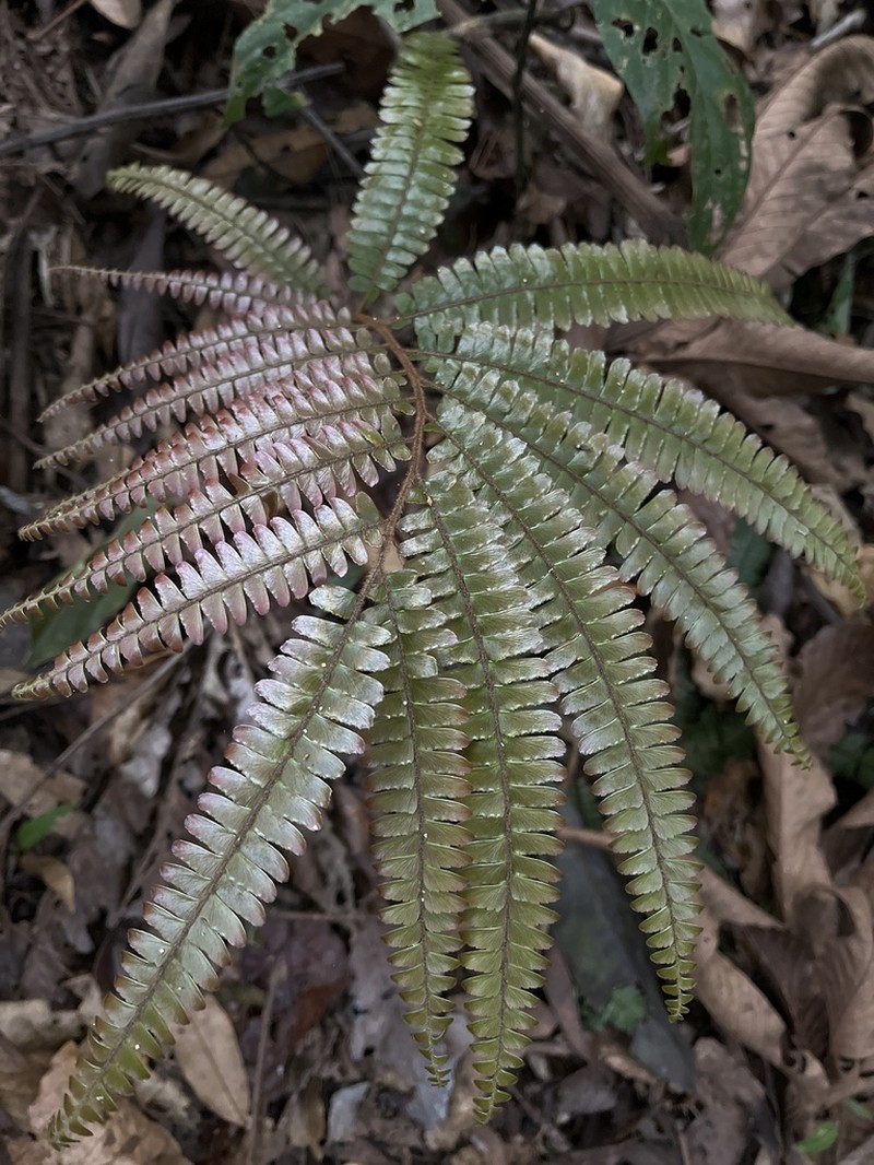Adiantum tuomistoanum photo 5