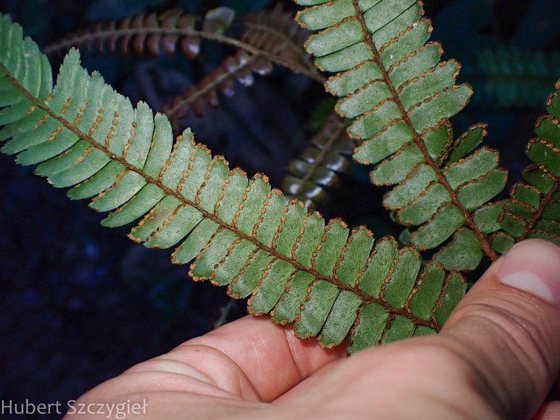 Adiantum tuomistoanum photo 6