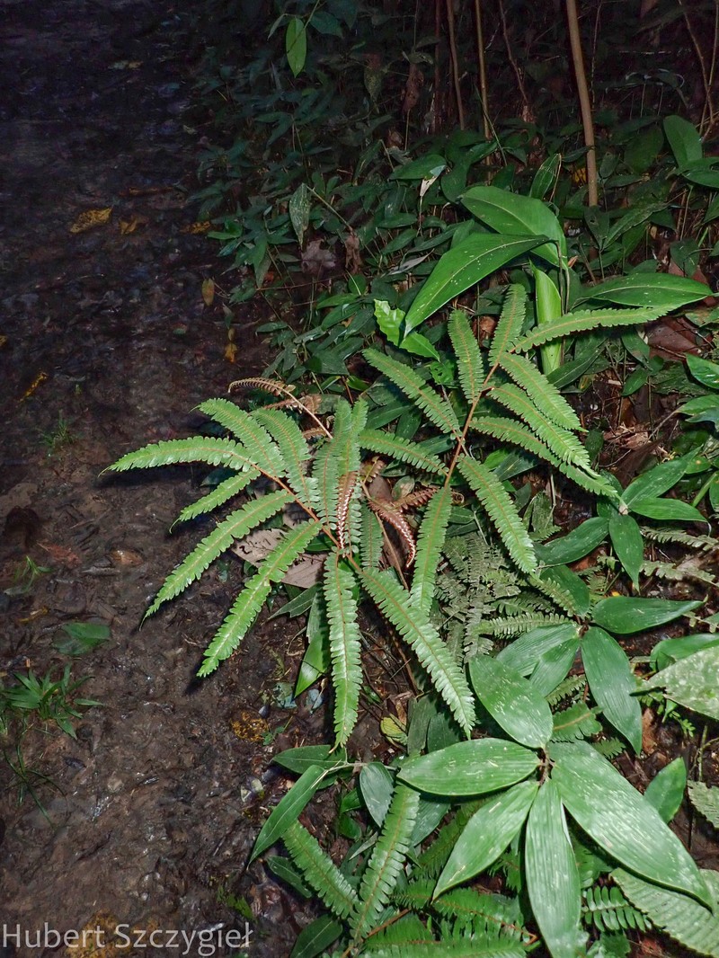 Adiantum tuomistoanum photo 7