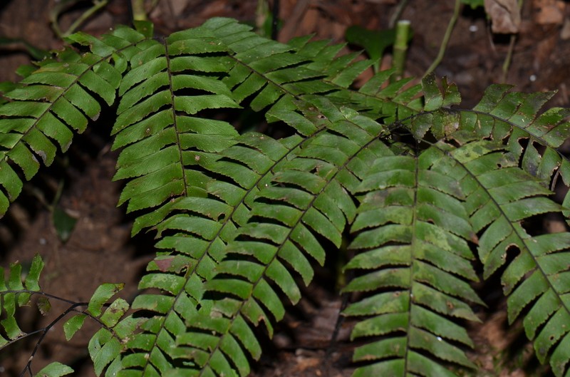 Adiantum urophyllum photo 2