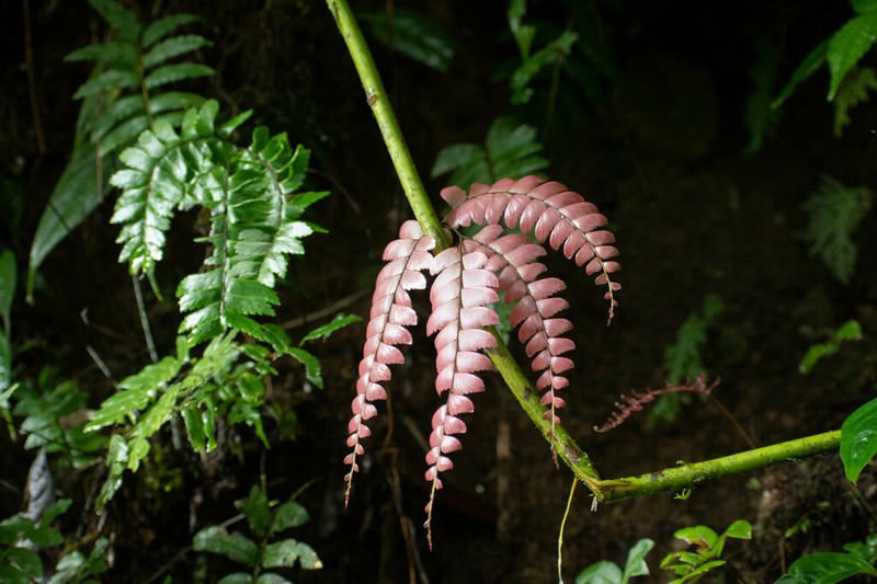 Adiantum urophyllum photo 3