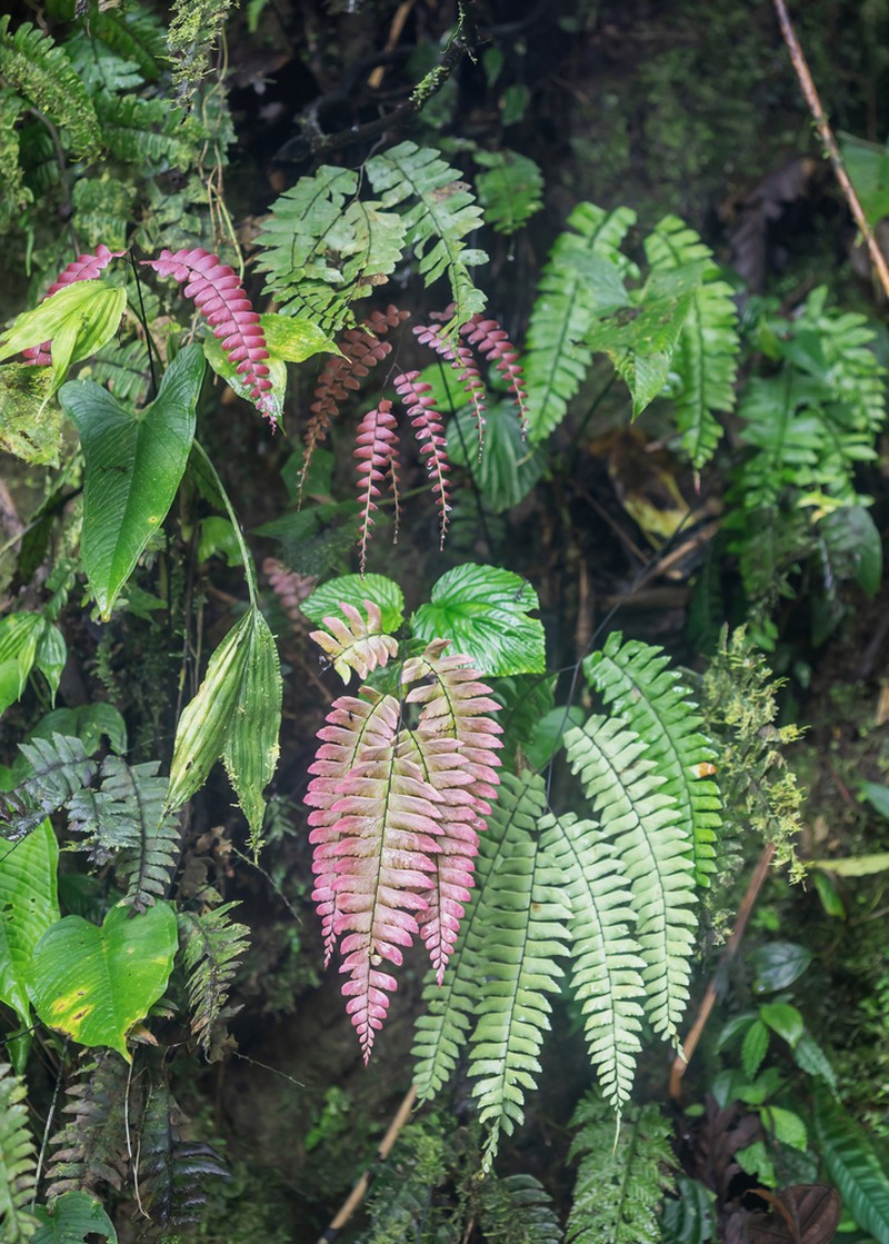 Adiantum urophyllum photo 4
