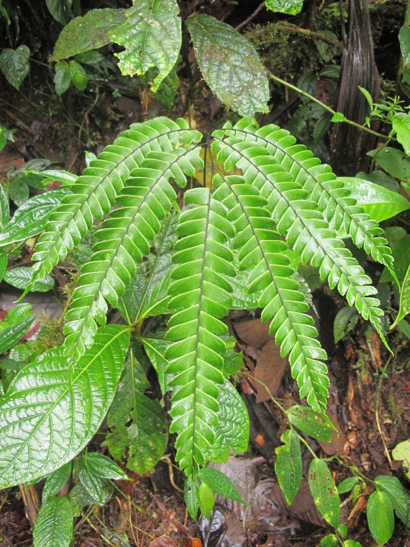 Adiantum urophyllum photo 5