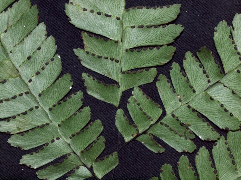 Adiantum urophyllum photo 6