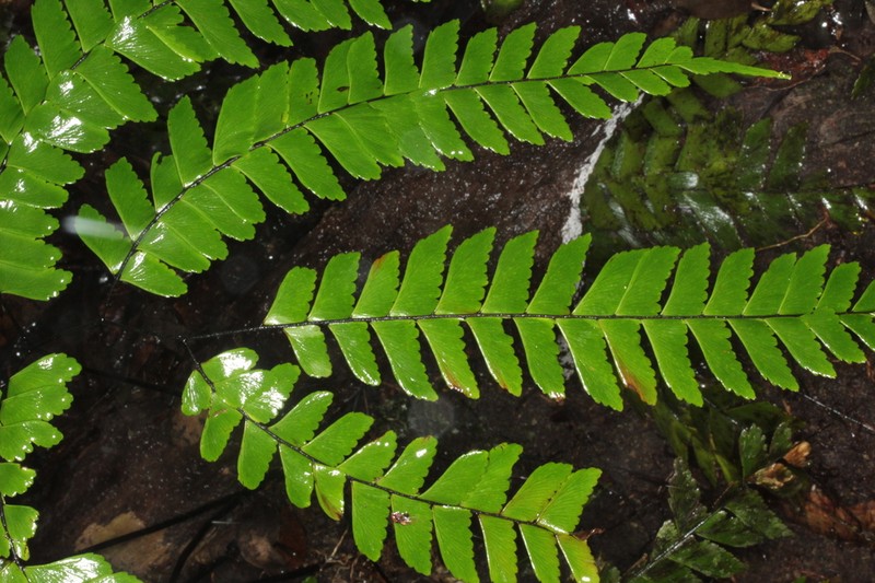Adiantum urophyllum photo 7