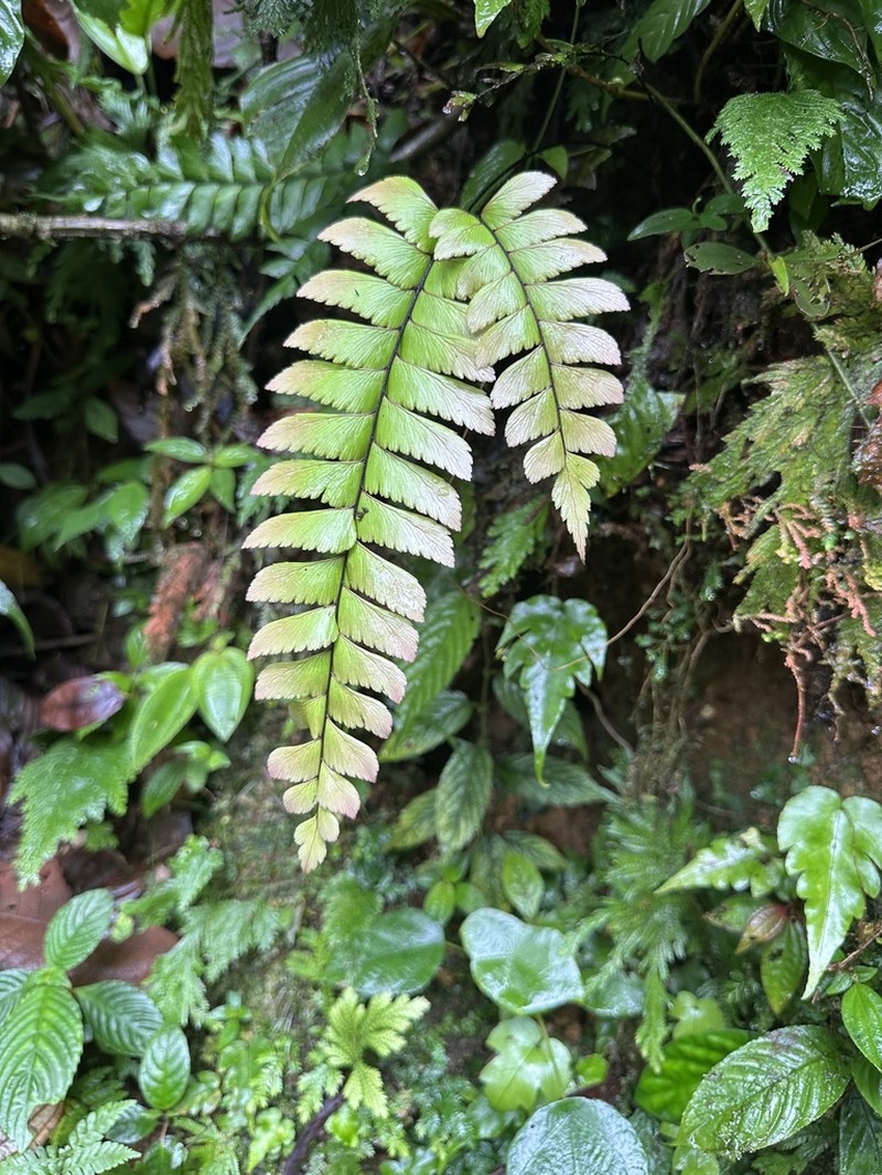 Adiantum urophyllum photo 8