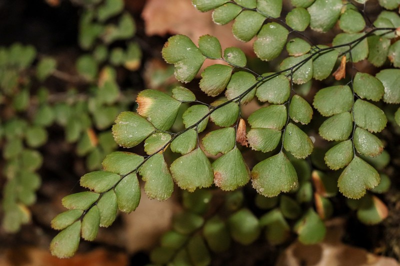 Adiantum venustum photo 2