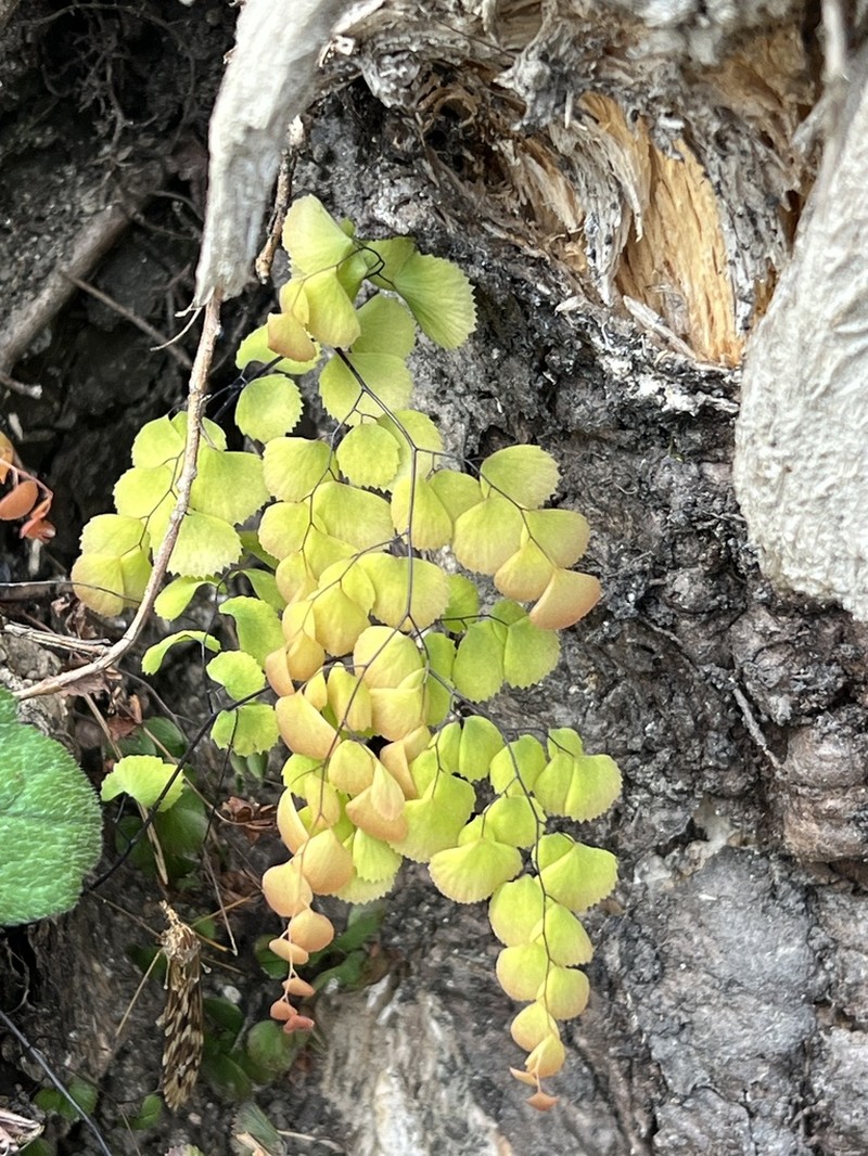 Adiantum venustum photo 3