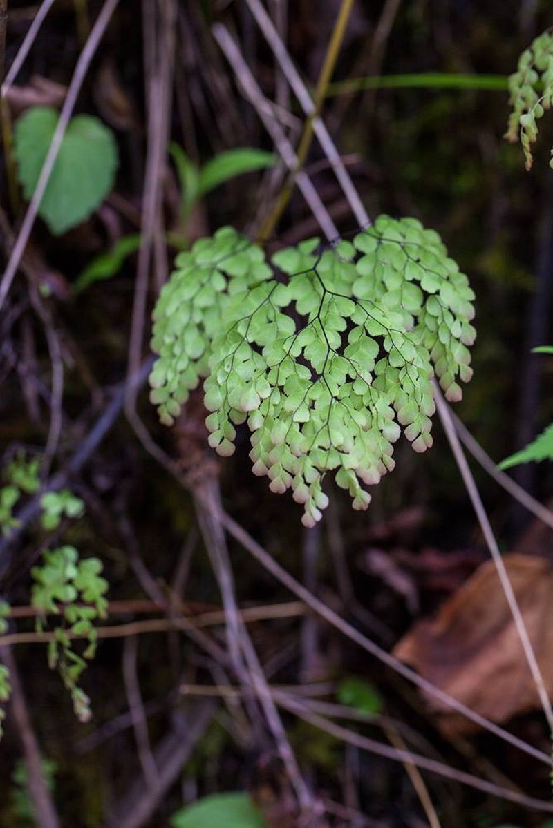 Adiantum venustum photo 4