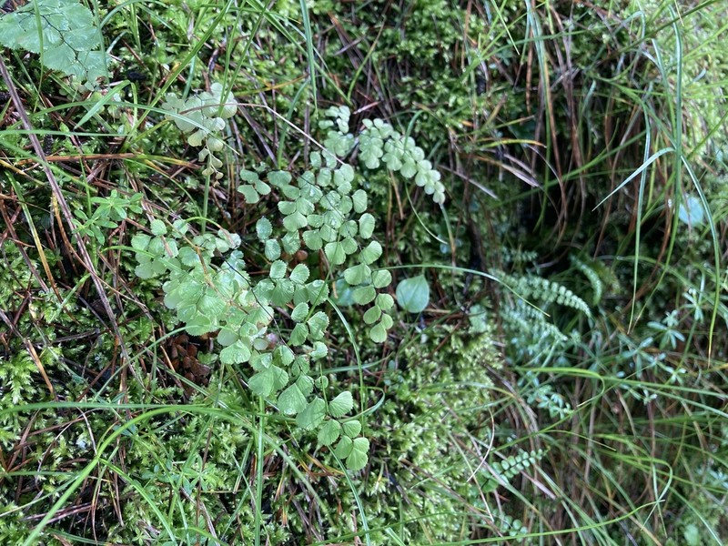 Adiantum venustum photo 5